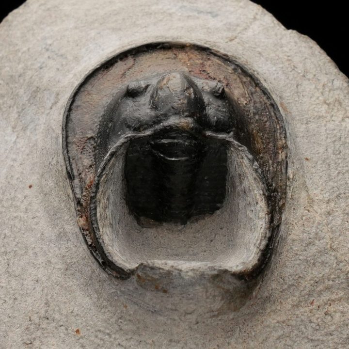 Genuine Moroccan Trilobite Fossil