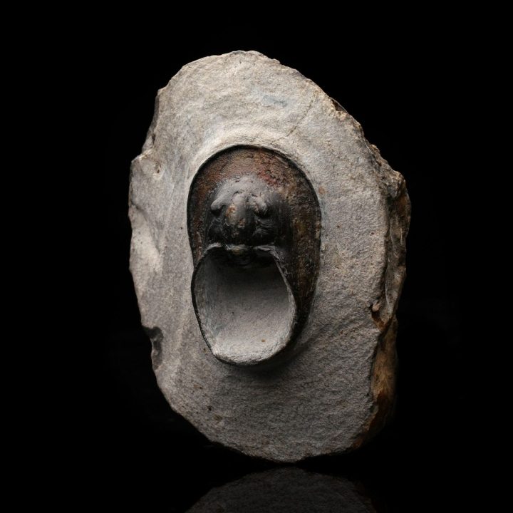 Genuine Moroccan Trilobite Fossil