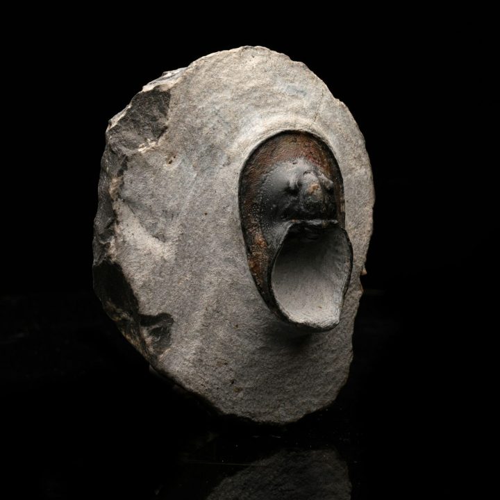 Genuine Moroccan Trilobite Fossil