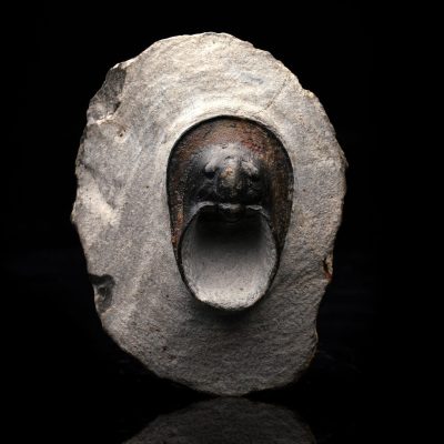 Genuine Moroccan Trilobite Fossil