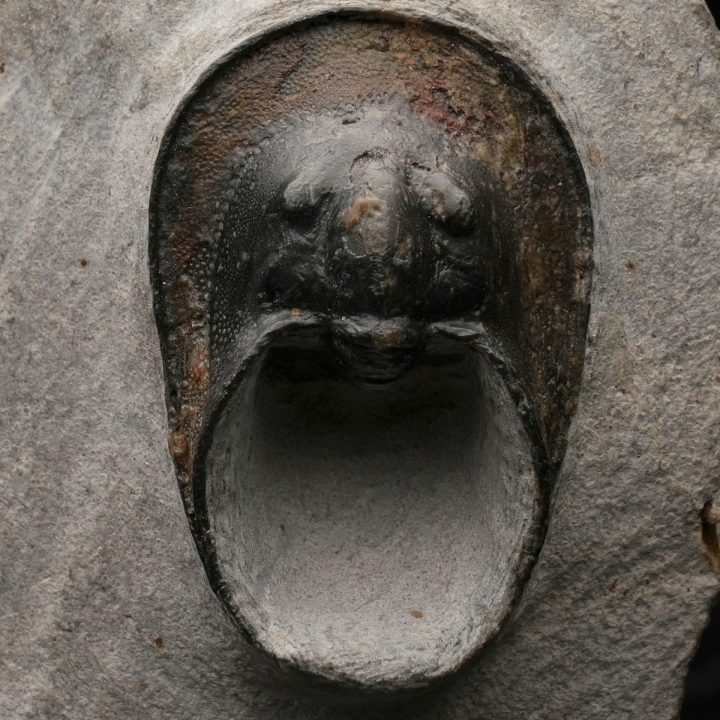 Genuine Moroccan Trilobite Fossil