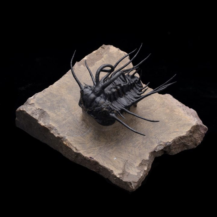Dicranurus Trilobite on Original Matrix – Museum‑Quality Moroccan Fossil