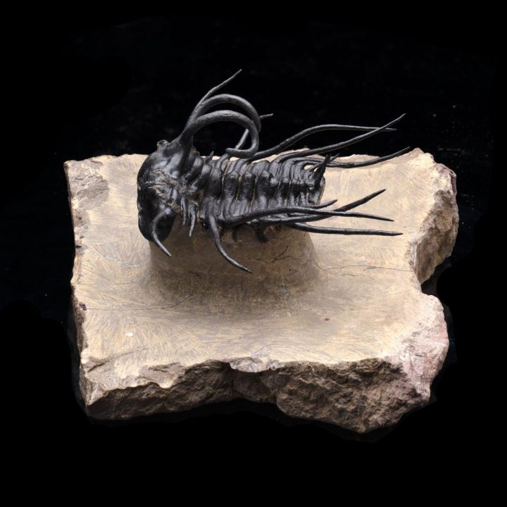 Dicranurus Trilobite on Original Matrix – Museum‑Quality Moroccan Fossil