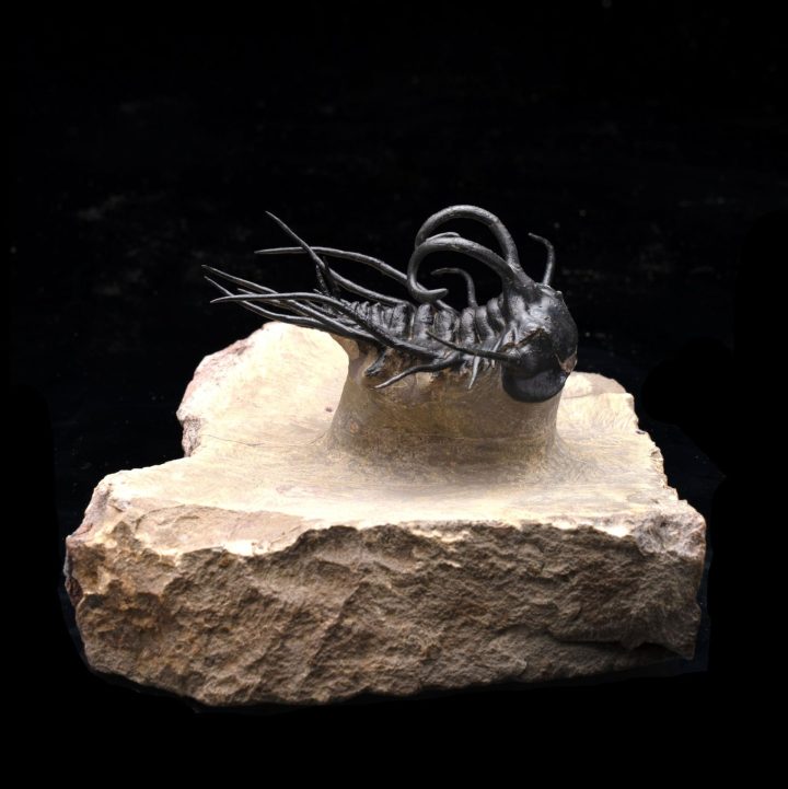 Dicranurus Trilobite on Original Matrix – Museum‑Quality Moroccan Fossil
