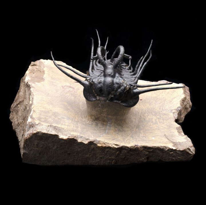 Dicranurus Trilobite on Original Matrix – Museum‑Quality Moroccan Fossil