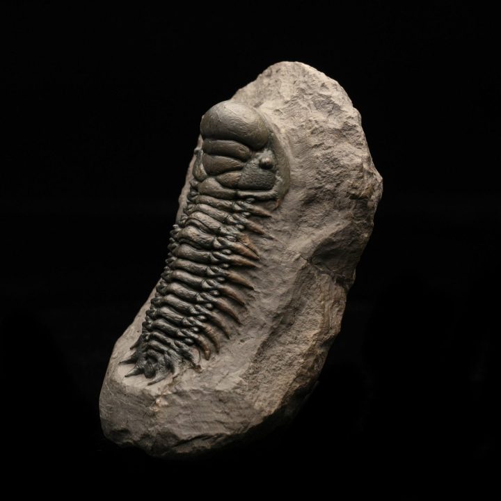 Genuine Trilobite Fossil on Natural Matrix – Authentic Paleozoic Specimen