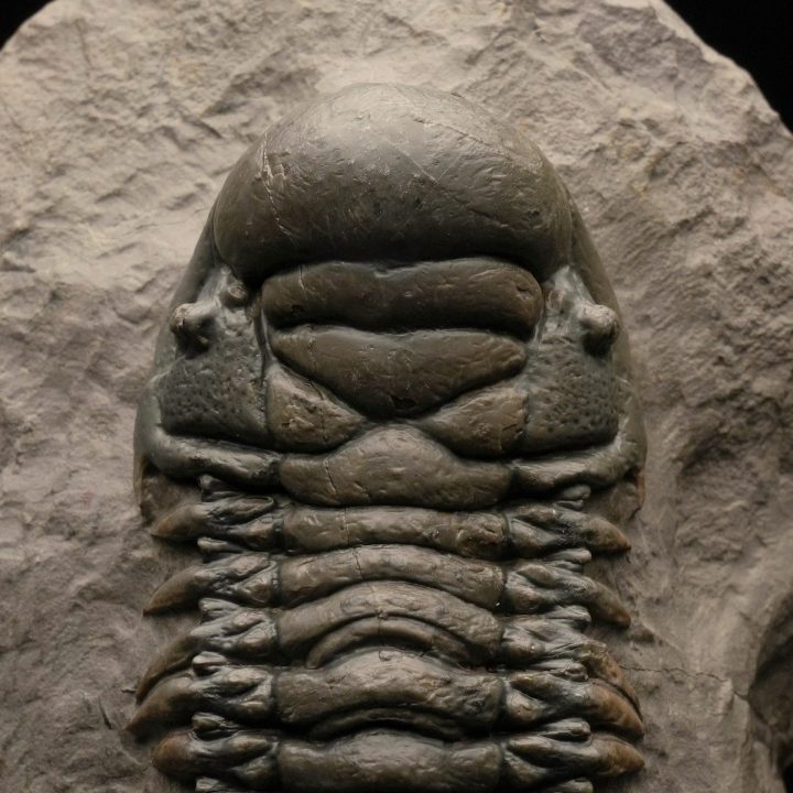 Genuine Trilobite Fossil on Natural Matrix – Authentic Paleozoic Specimen