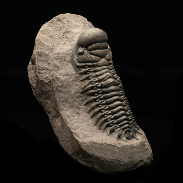Genuine Trilobite Fossil on Natural Matrix – Authentic Paleozoic Specimen