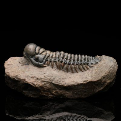 Genuine Trilobite Fossil on Natural Matrix – Authentic Paleozoic Specimen