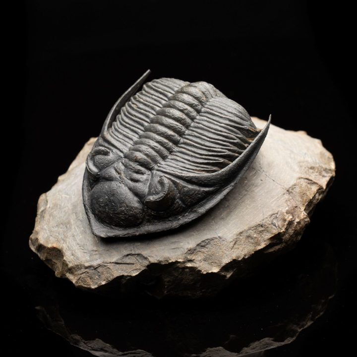 Hollardrops (Mesocristata) Trilobite - Devonian Era Fossil