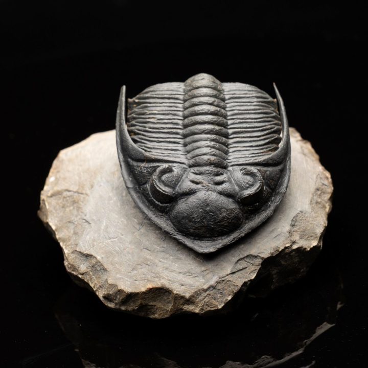 Hollardrops (Mesocristata) Trilobite - Devonian Era Fossil