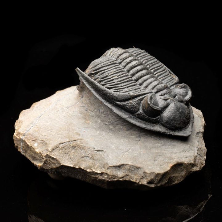 Hollardrops (Mesocristata) Trilobite - Devonian Era Fossil