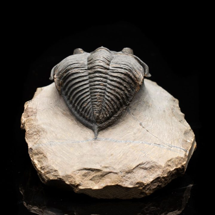 Hollardrops (Mesocristata) Trilobite - Devonian Era Fossil