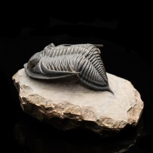 Hollardrops (Mesocristata) Trilobite - Devonian Era Fossil