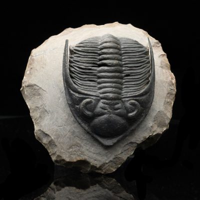 Hollardrops (Mesocristata) Trilobite - Devonian Era Fossil