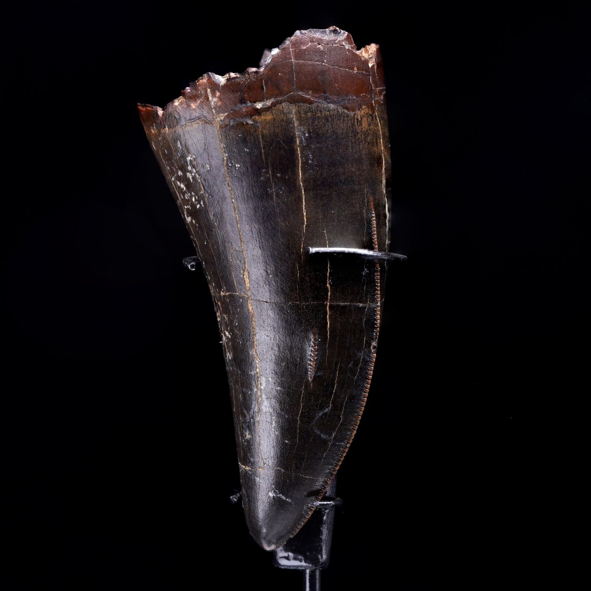 Close-up of a large, dark brown fossil dinosaur tooth with visible serrations on a black background.