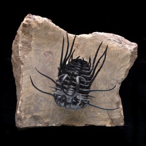 Dicranus Trilobite