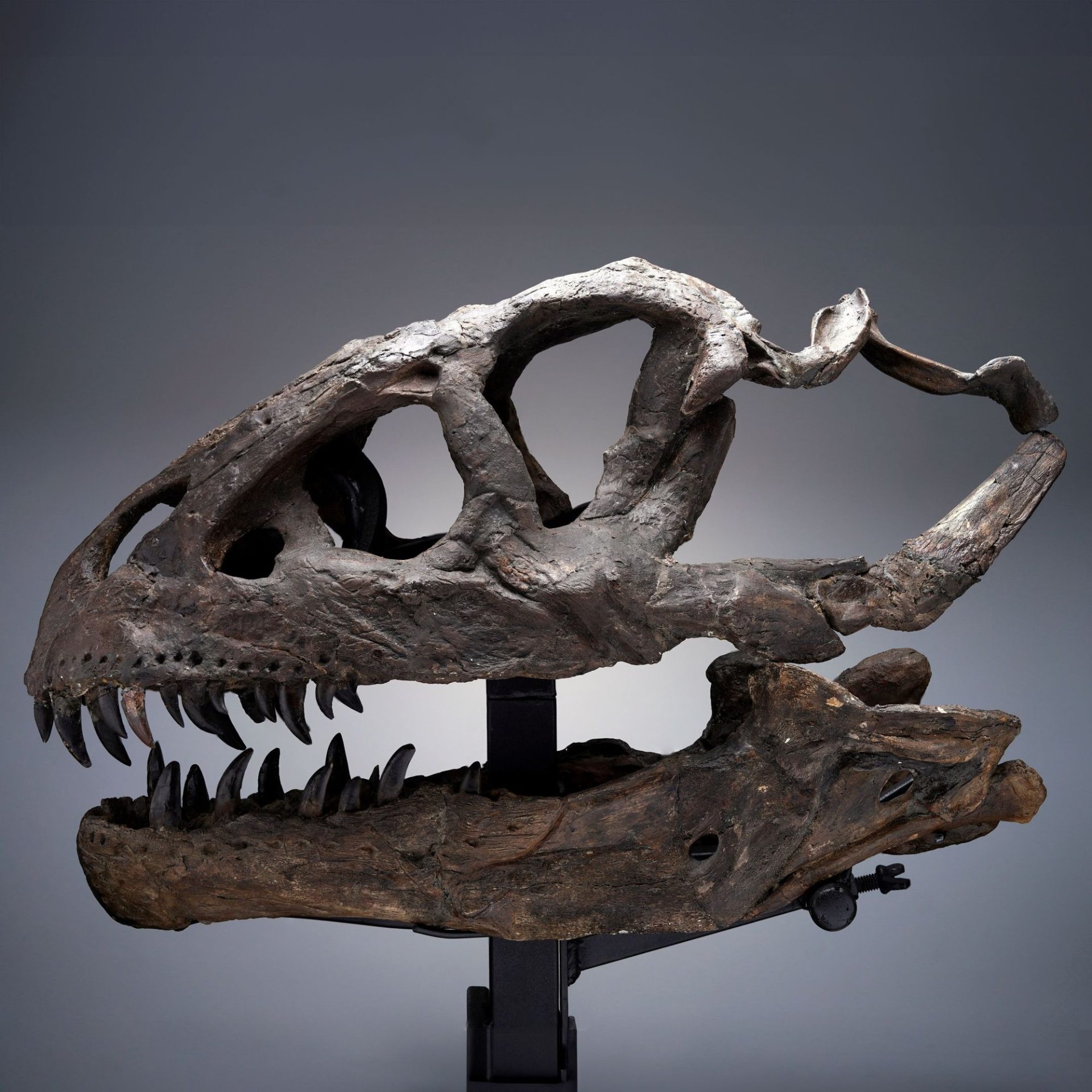 A fossilized dinosaur skull, likely of a large theropod, displayed on a stand against a plain background.