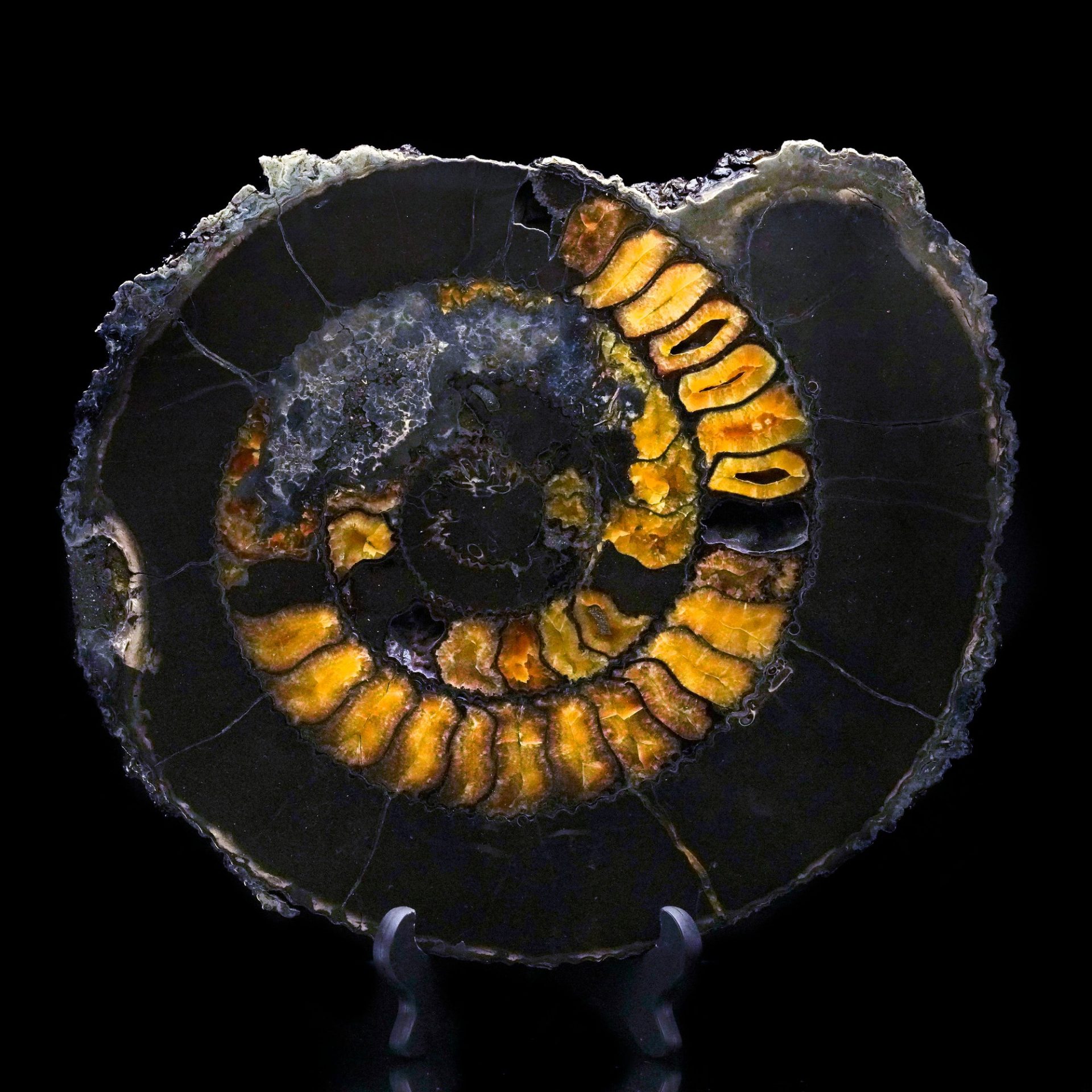 A polished cross-section of a dark ammonite fossil reveals intricate golden-orange chamber patterns on a black background.