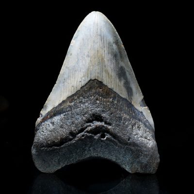 Authentic 5" Megalodon Tooth from South Carolina – 299 g Fossil