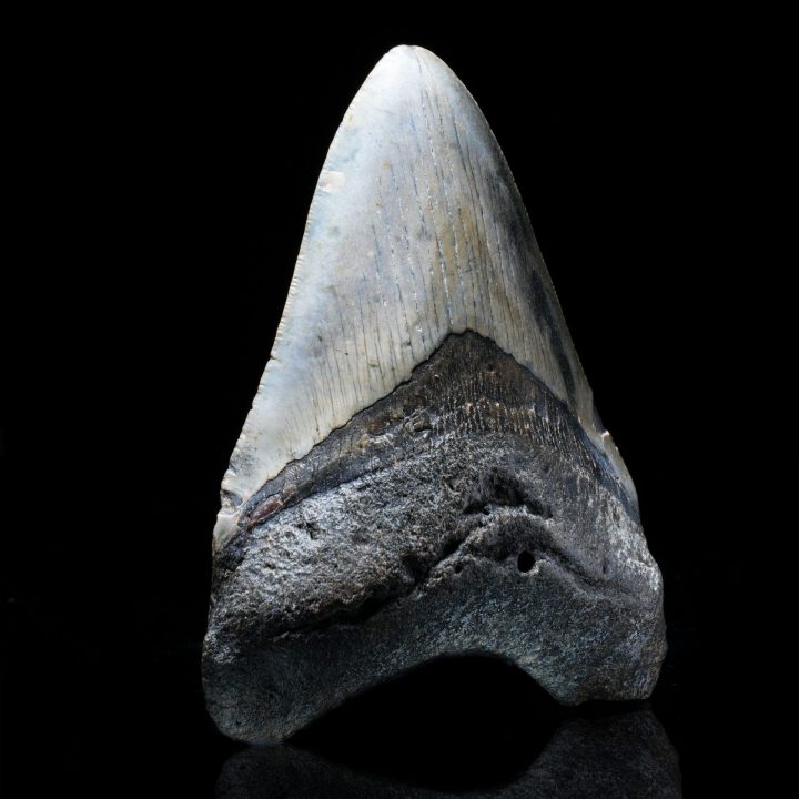 Authentic 5" Megalodon Tooth from South Carolina – 299 g Fossil