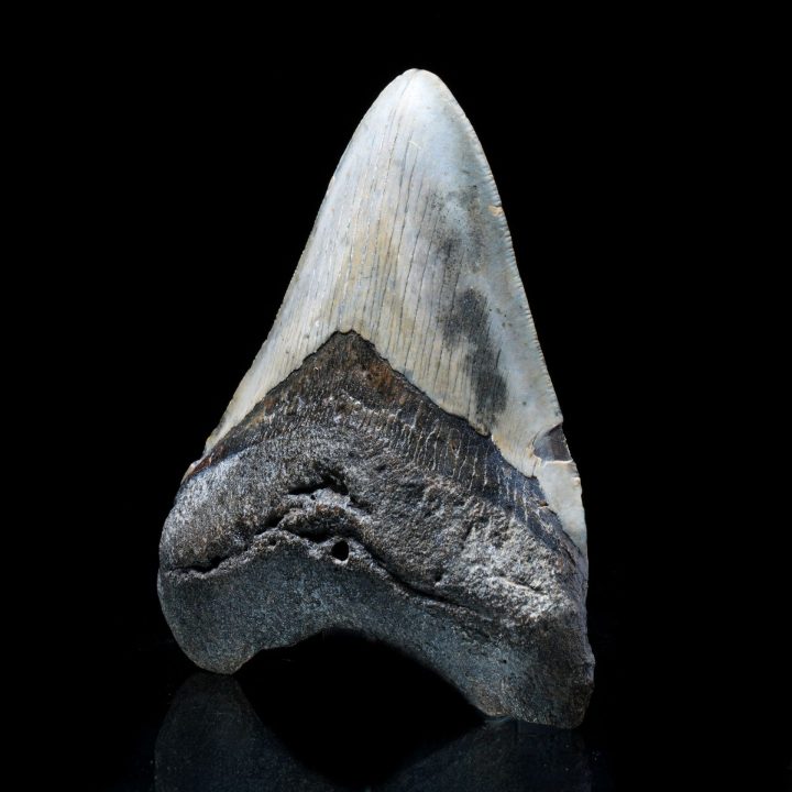 Authentic 5" Megalodon Tooth from South Carolina – 299 g Fossil