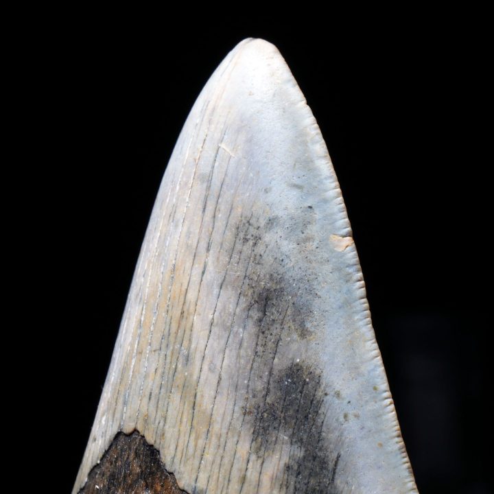 Authentic 5" Megalodon Tooth from South Carolina – 299 g Fossil