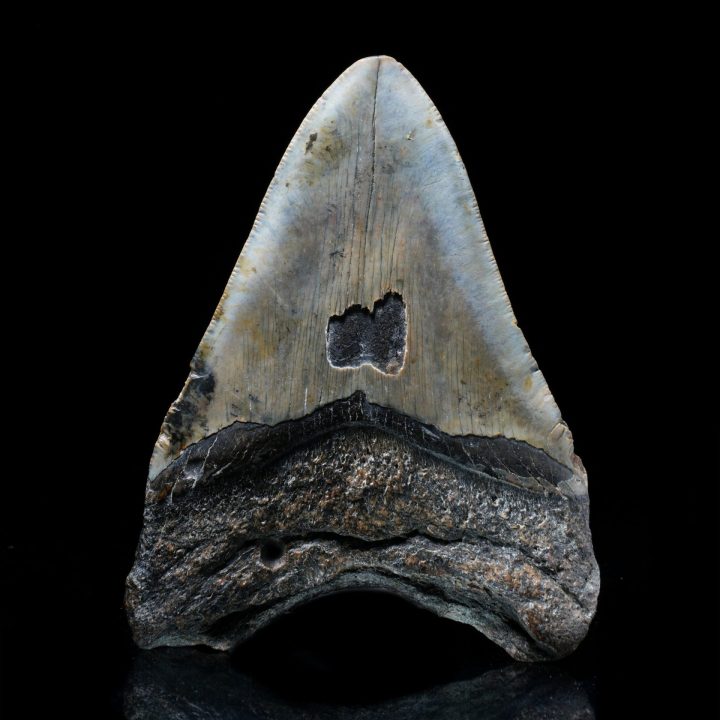 Authentic 5" Megalodon Tooth from South Carolina – 299 g Fossil