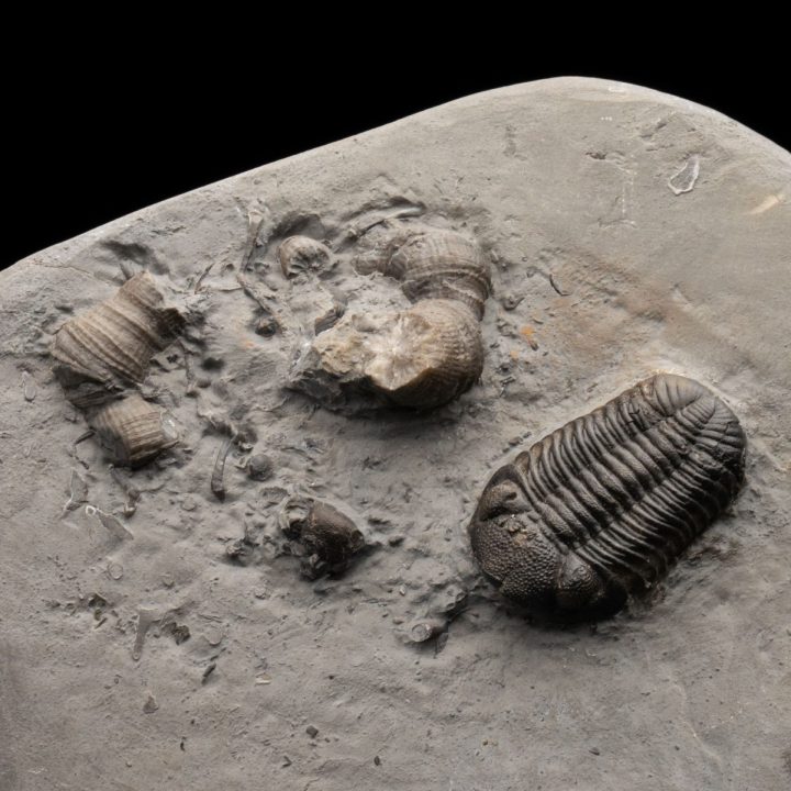 Authentic Phacops rana rana Devonian Trilobite Fossil from New York
