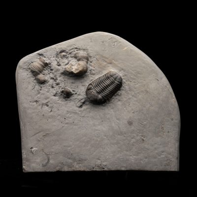 Authentic Phacops rana rana Devonian Trilobite Fossil from New York