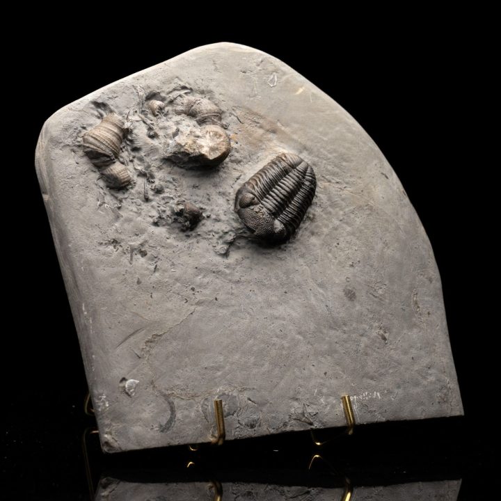 Authentic Phacops rana rana Devonian Trilobite Fossil from New York