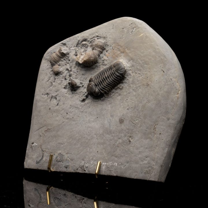 Authentic Phacops rana rana Devonian Trilobite Fossil from New York
