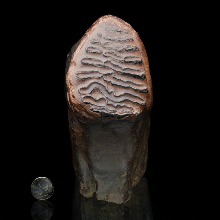 Authentic Woolly Mammoth Tooth and Jaw Ice Age Fossil