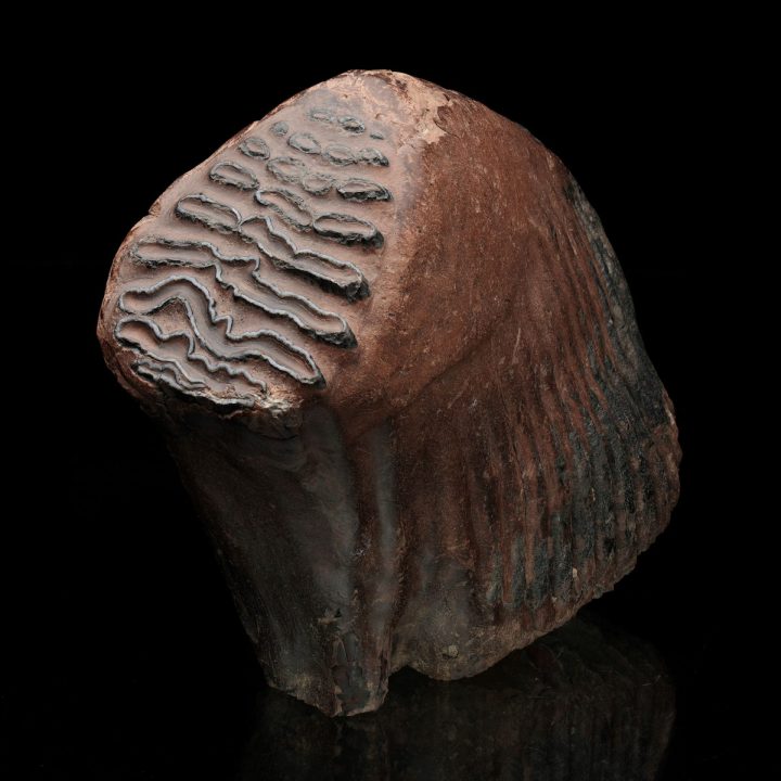 Authentic Woolly Mammoth Tooth and Jaw Ice Age Fossil