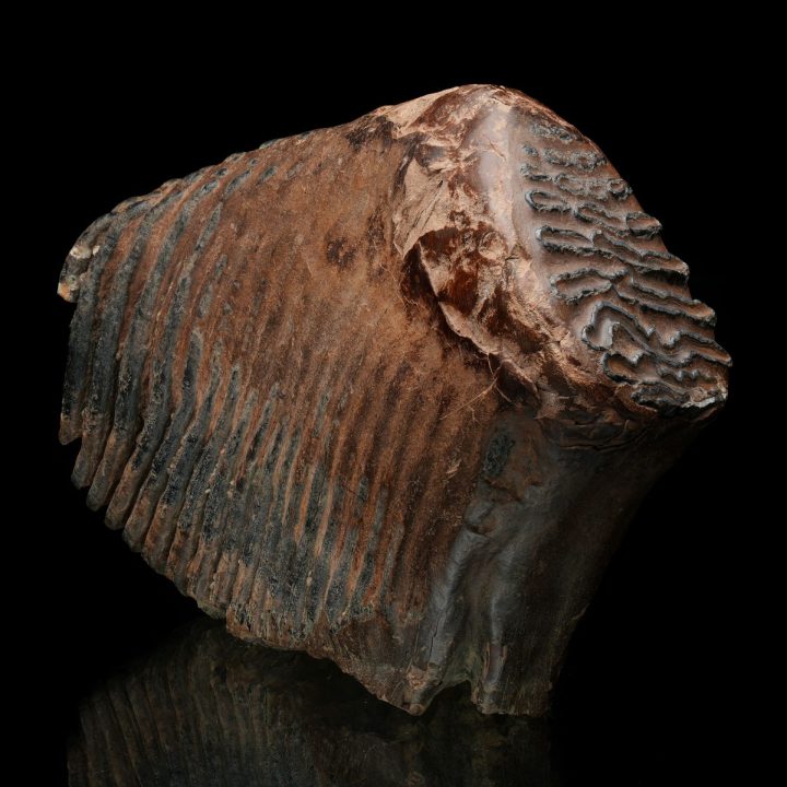 Authentic Woolly Mammoth Tooth and Jaw Ice Age Fossil