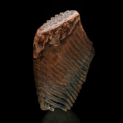 Authentic Woolly Mammoth Tooth and Jaw Ice Age Fossil