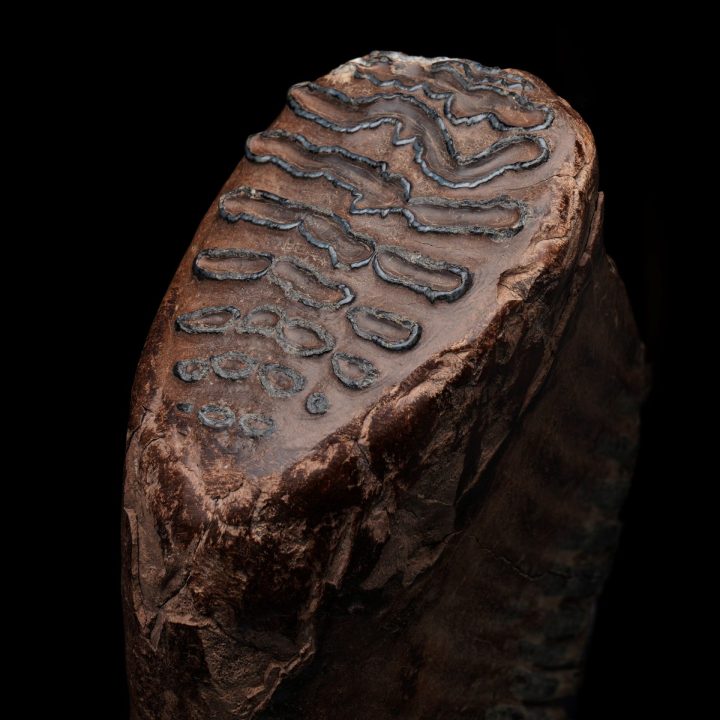 Authentic Woolly Mammoth Tooth and Jaw Ice Age Fossil