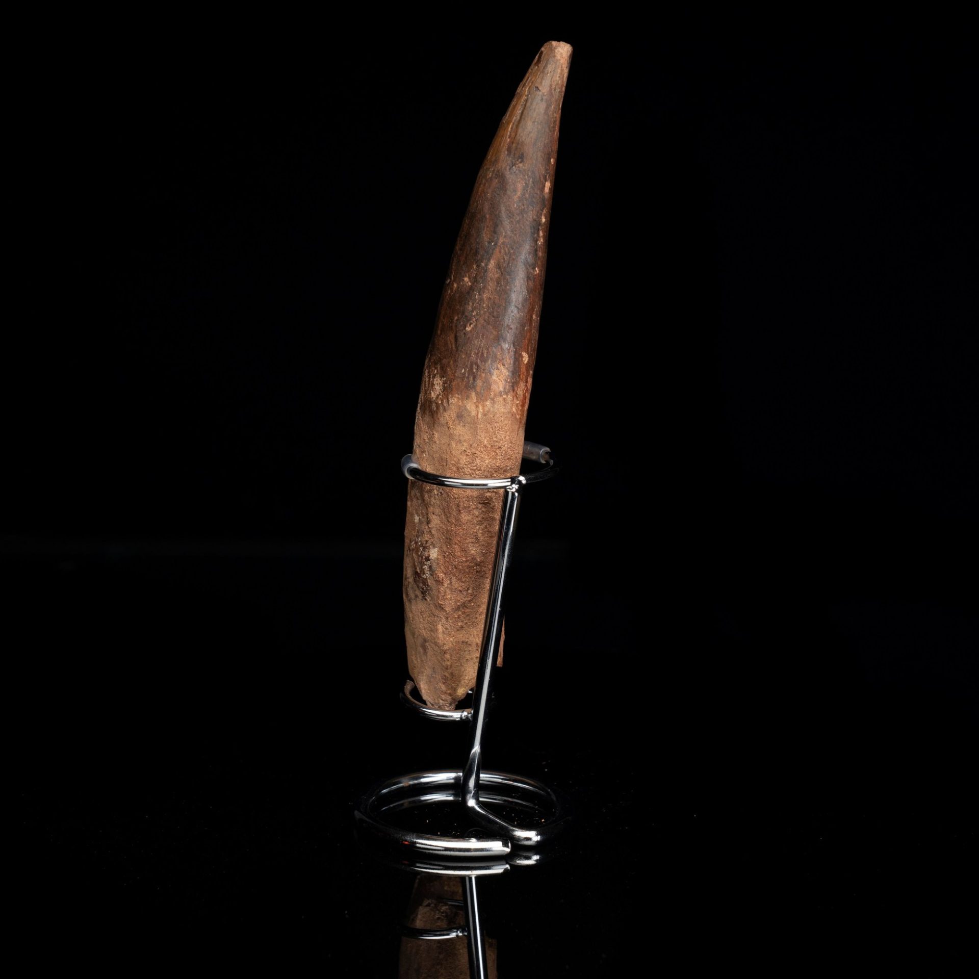 A weathered, dark brown fossil specimen, possibly a tooth or horn, displayed on a chrome stand.