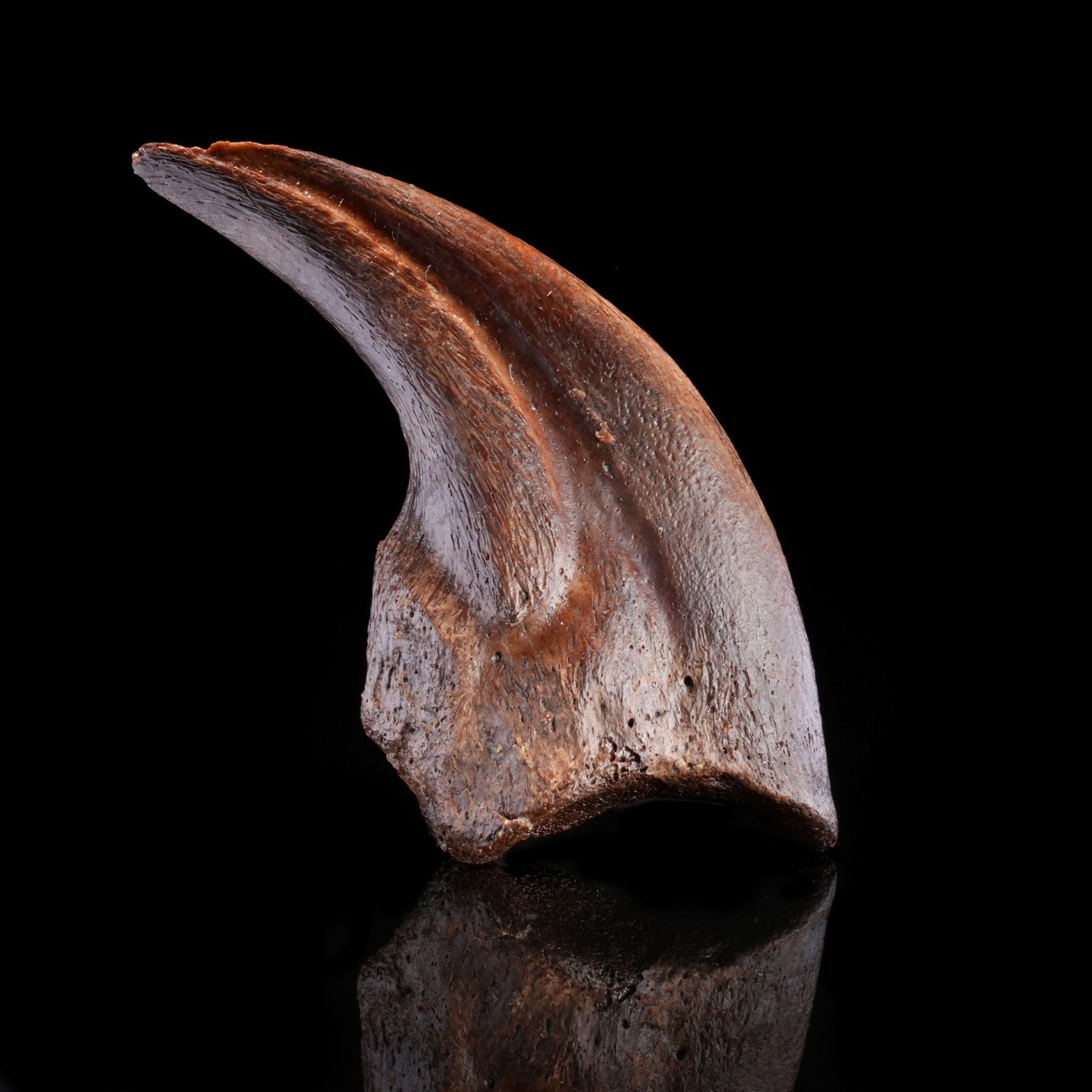 A fossilized dinosaur claw, dark brown and curved, displayed on a black background with a reflection from Astro West..