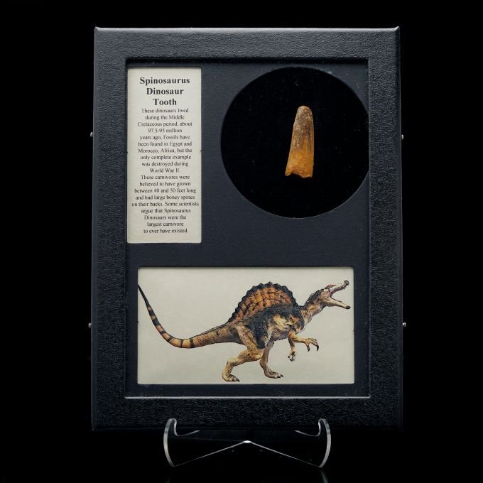 A framed display case containing a Spinosaurus tooth, informational text, and an illustration of the dinosaur from Astro West.