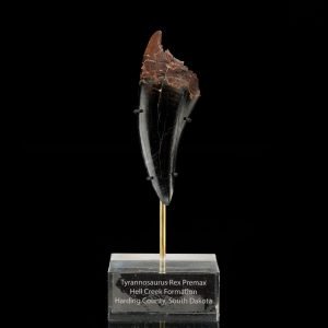 A fossilized Tyrannosaurus Rex premax tooth on a display stand against a black background from Astro West in NYC.