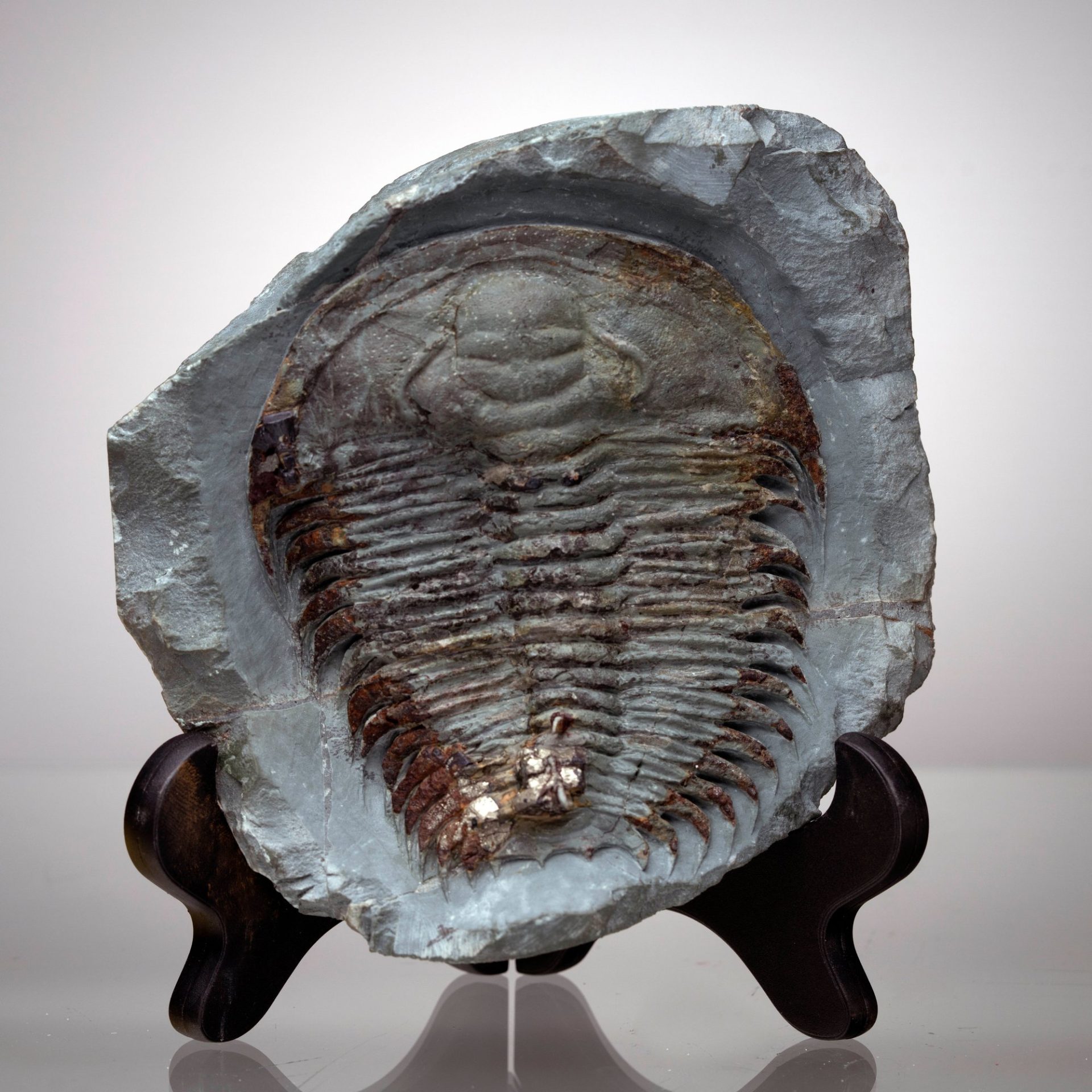 A detailed image of a fossilized trilobite with a segmented body preserved in gray rock, resting on a dark display stand.