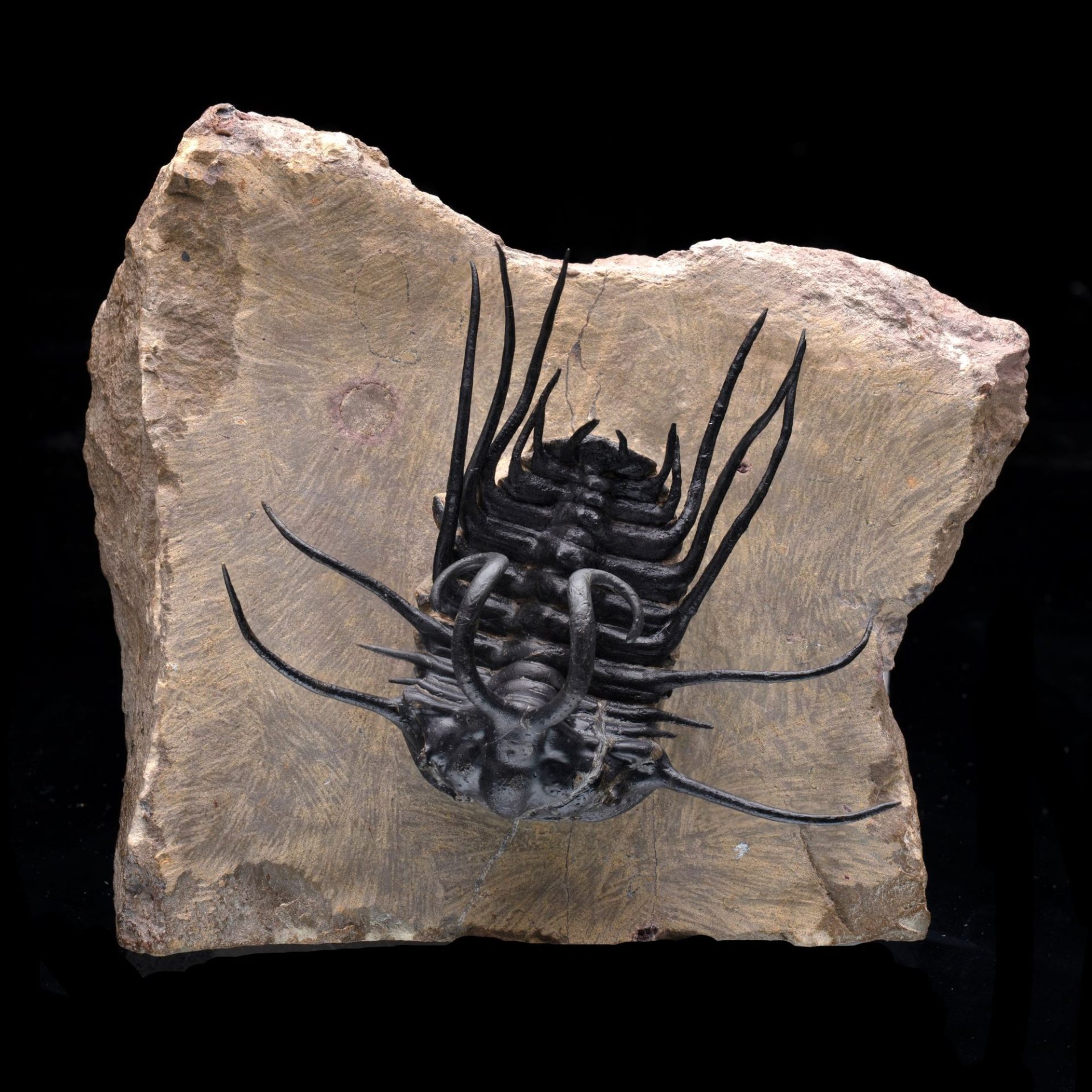 A spiny black trilobite fossil is embedded in a light brown rock on a black background.
