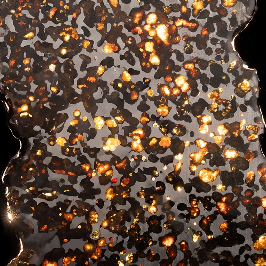 A polished slice of pallasite meteorite reveals numerous glowing golden and orange olivine crystals.