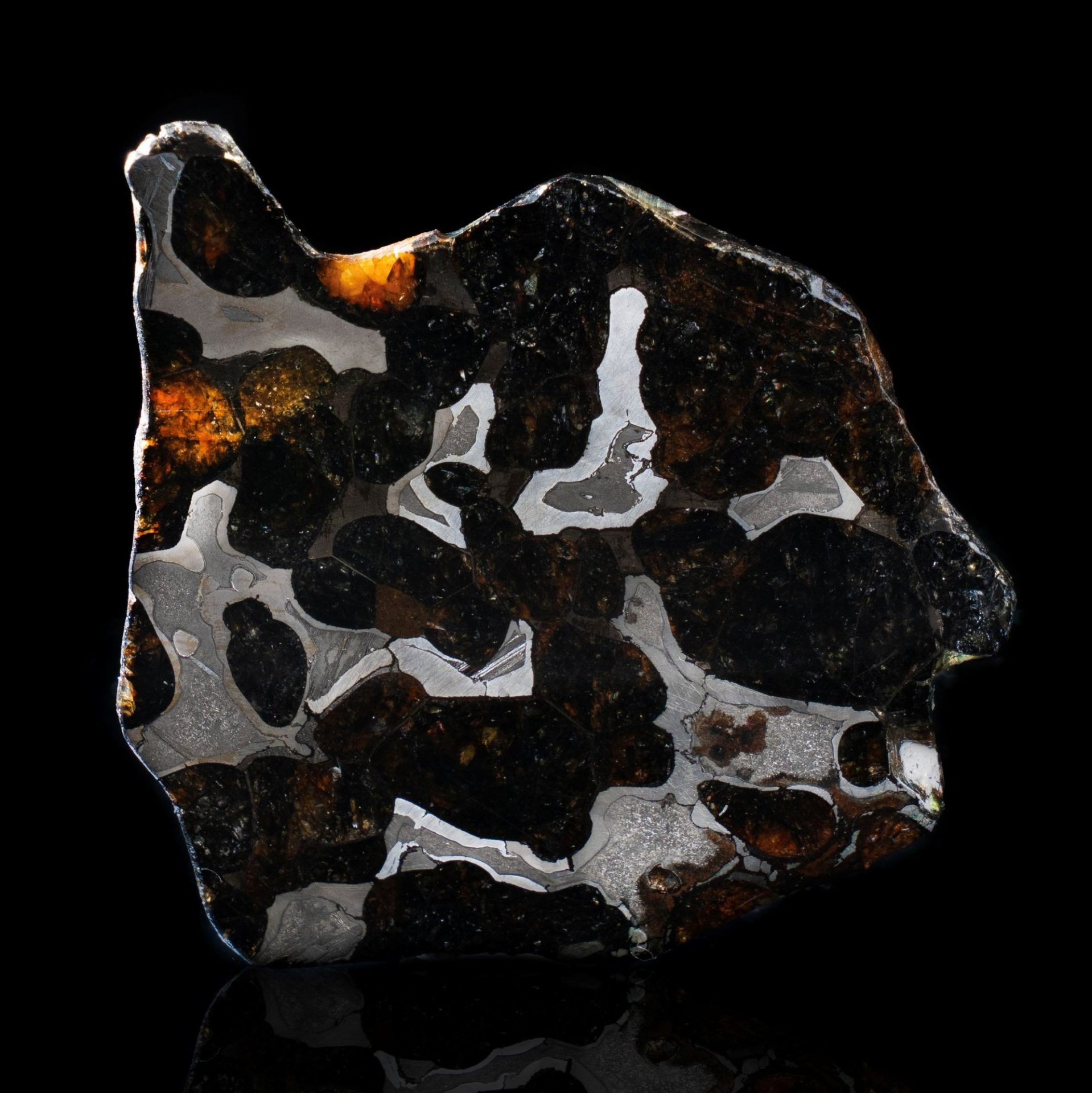 A close-up of a polished pallasite meteorite slice, showing dark olivine crystals and bright metallic veins.