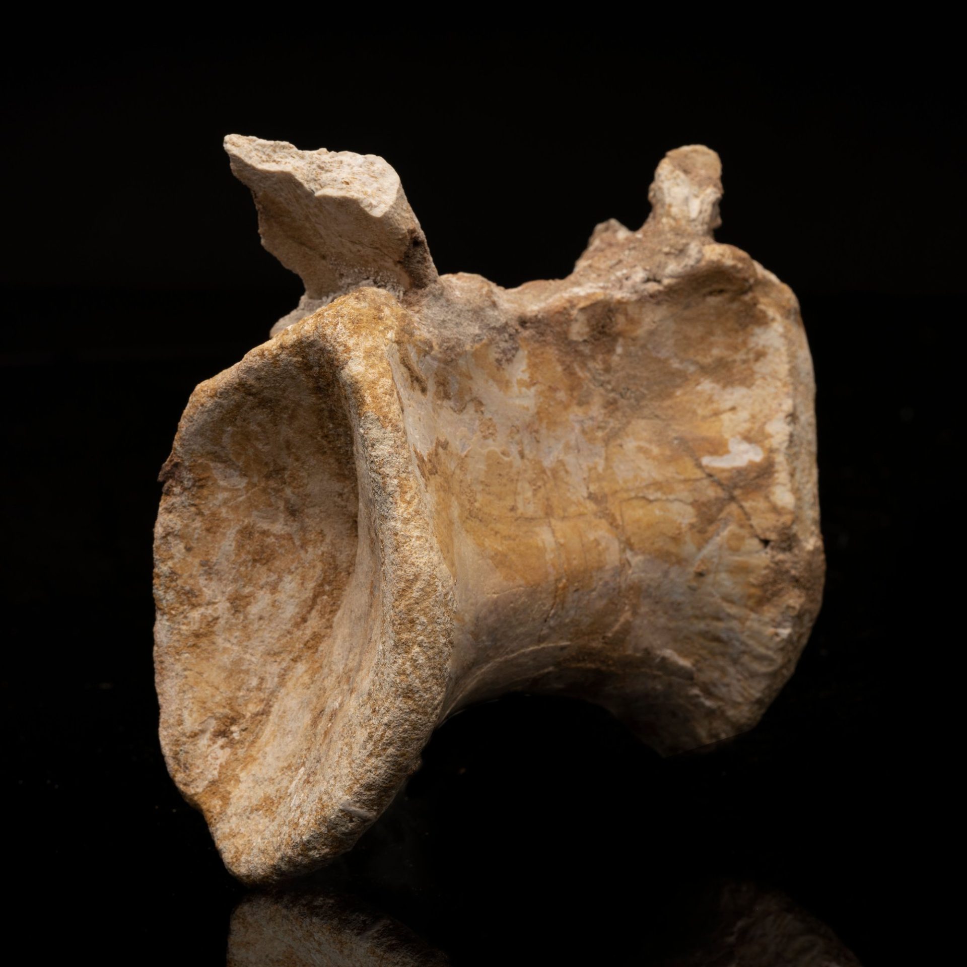A large, weathered, tan-colored fossil bone, likely a vertebra, on a reflective black surface.