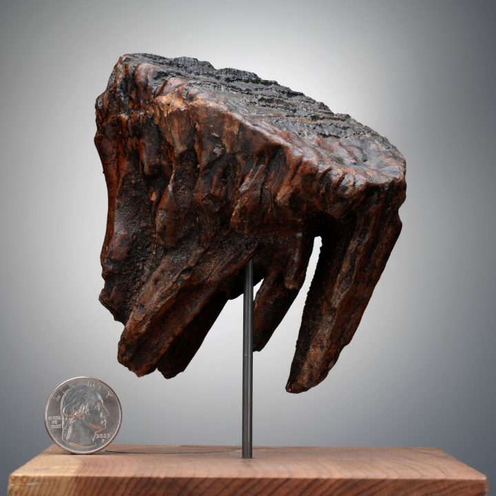 Authentic Alaskan Mammoth Tooth Fossil on Custom Stand - Collector Specimen