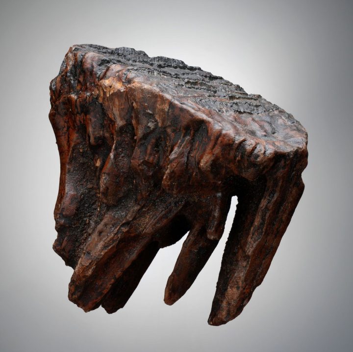 Authentic Alaskan Mammoth Tooth Fossil on Custom Stand - Collector Specimen