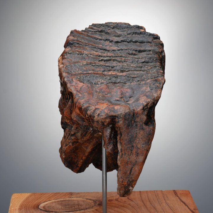 Authentic Alaskan Mammoth Tooth Fossil on Custom Stand - Collector Specimen