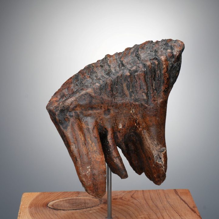 Authentic Alaskan Mammoth Tooth Fossil on Custom Stand - Collector Specimen